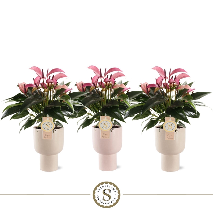 <h4>Roma Keramiek Zizou</h4>