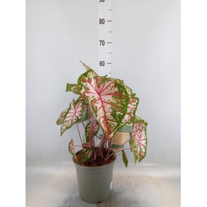 Caladium   ...