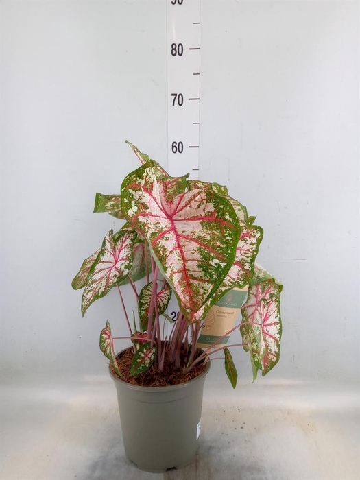 <h4>Caladium   ...</h4>