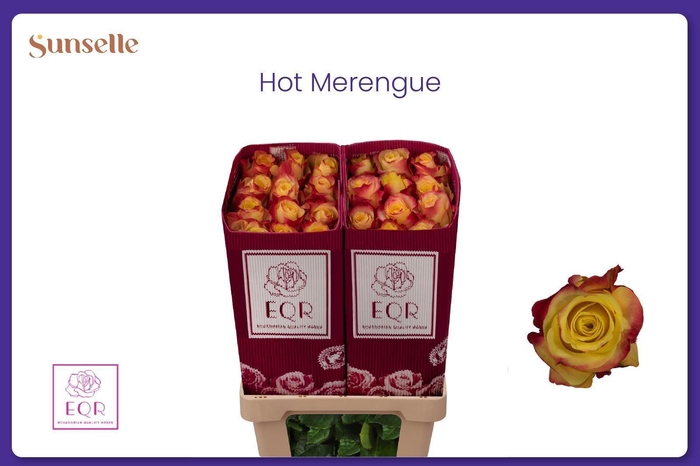 <h4>R GR HOT MERENGUE+</h4>