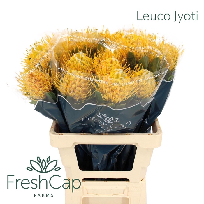 <h4>Leuco Jyoti</h4>