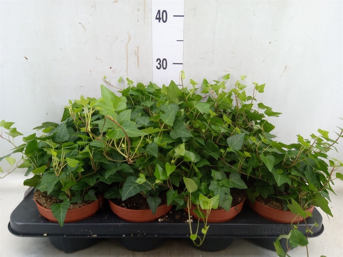 <h4>Hedera helix 'Lady Kay'</h4>