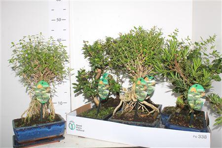 Bonsai Gem 4 Srt Keramiekpot Met Schotel