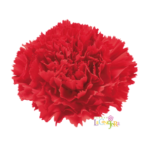 Di St Don Pedro Red 65cm CO