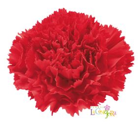 <h4>Di St Don Pedro Red 65cm CO</h4>