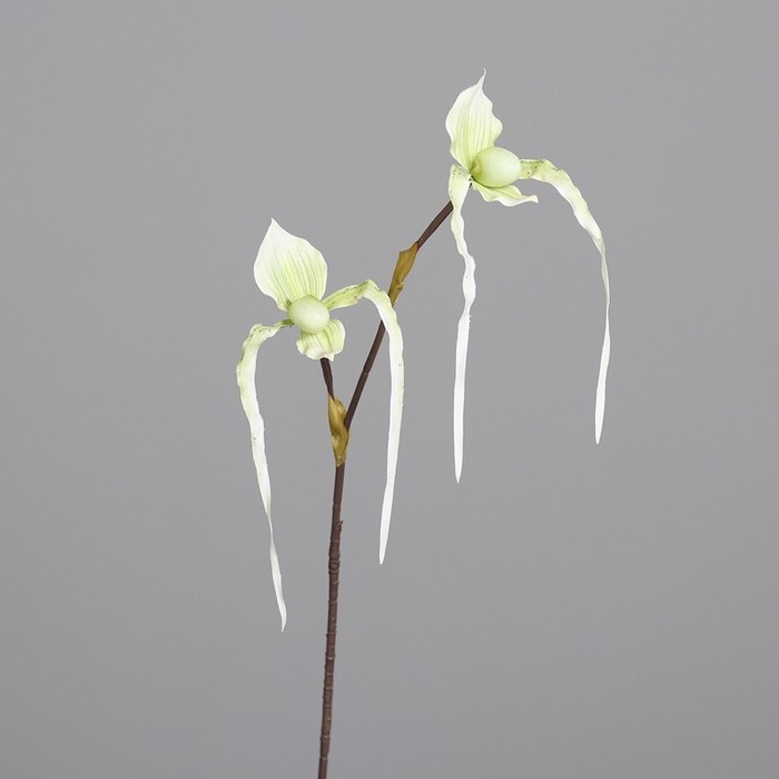 <h4>Lady's slipper orchid 80cm green</h4>