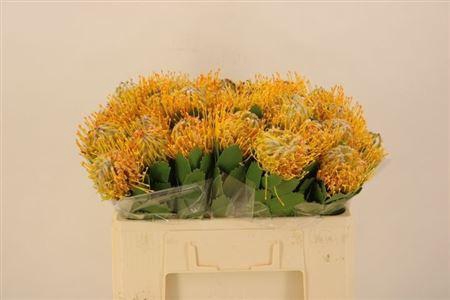 <h4>Leuco Co Yellow</h4>