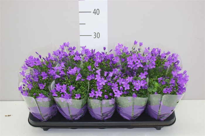 <h4>Campanula Port Ocean Blue In Hoes</h4>