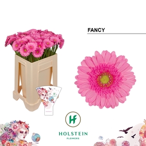 Germini Fancy Water/Hoes x80