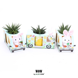 WOW Haworthia Gasteria, Mug and bunny