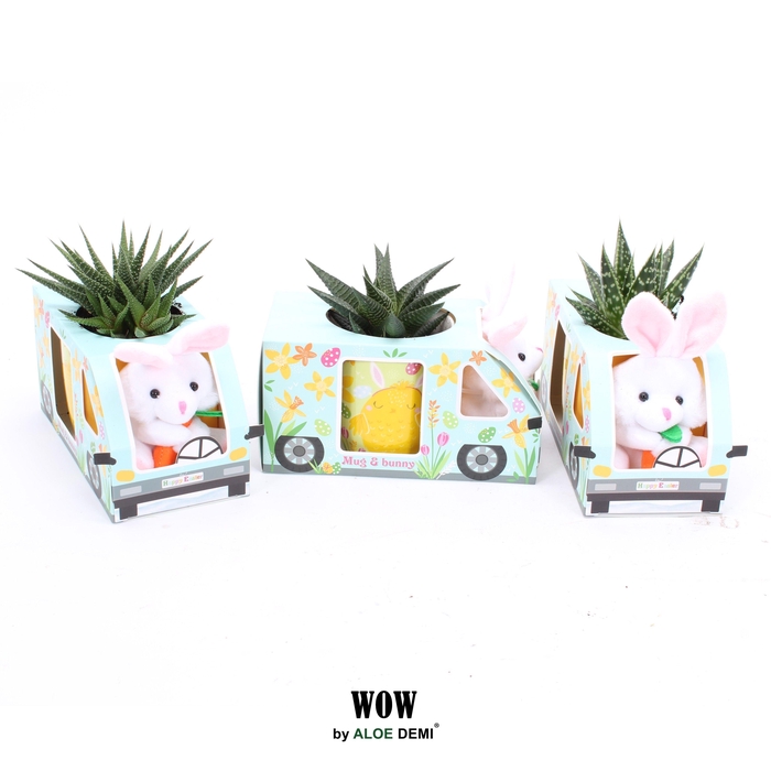 <h4>WOW Haworthia Gasteria, Mug and bunny</h4>