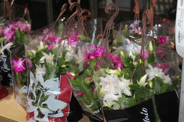 <h4>FLOR DE MAIO C21</h4>