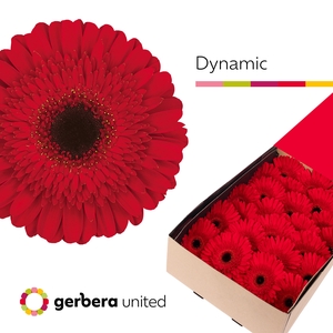 Gerbera Dynamic Doos