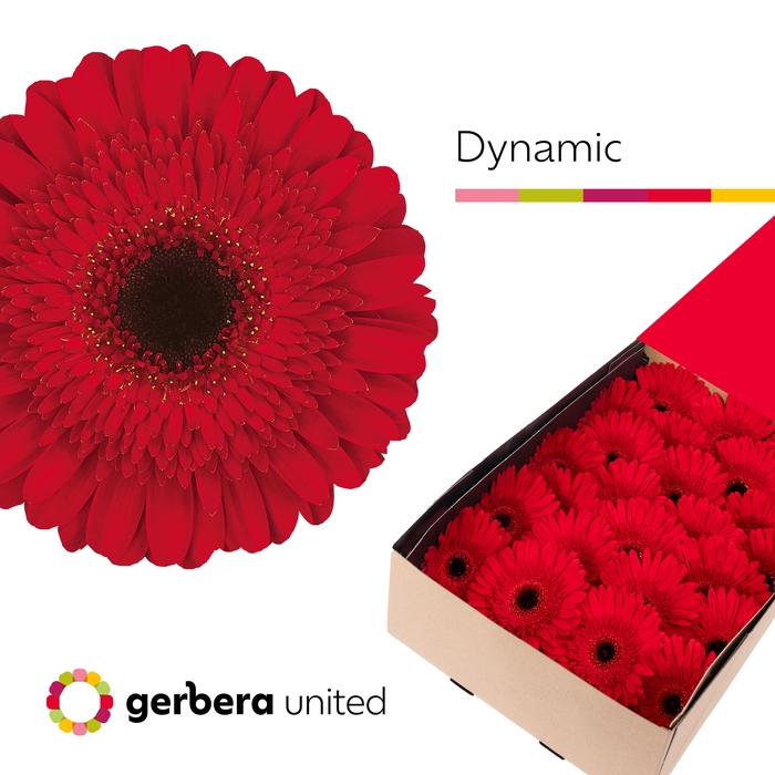 <h4>Gerbera Dynamic Doos</h4>