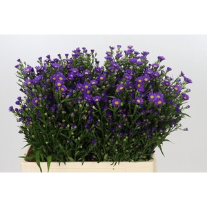 Aster Casamare