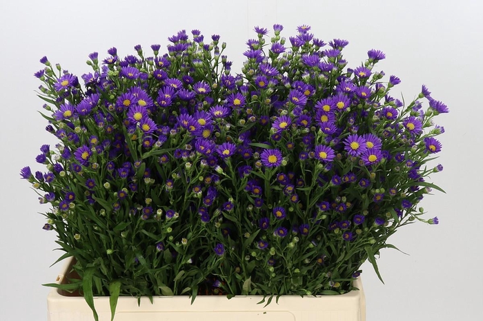 <h4>Aster Casamare</h4>