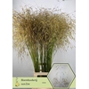 Stipa Gigantea