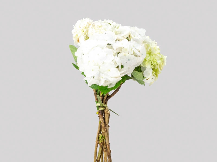 HORTENSIA 050 CM BRANCO