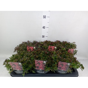 Sedum spurium 'Spot on Red'
