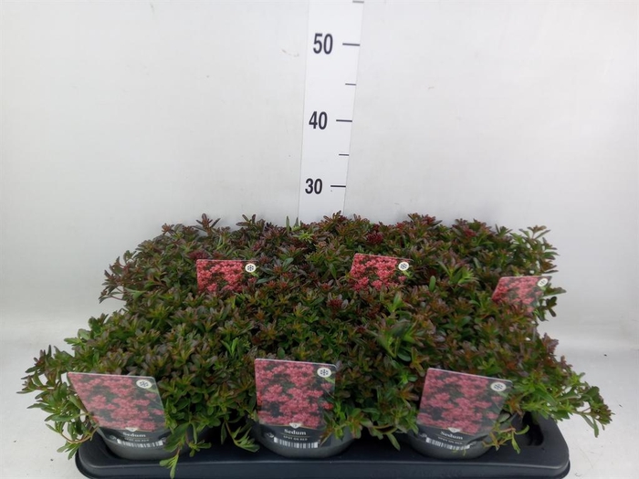 <h4>Sedum spurium 'Spot on Red'</h4>