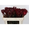 Leucadendron Saf Sunset Dark R.