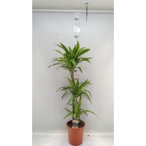 Dracaena fr de 'LemonLime'