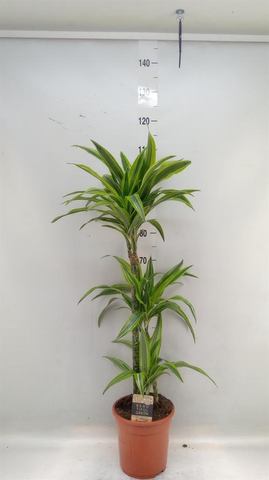 <h4>Dracaena fr de 'LemonLime'</h4>