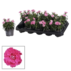 Dianthus - 10,5 cm - Oscar Purple Star
