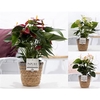 Anthurium mix in P&PURE Basket 6