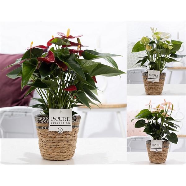 <h4>Anthurium mix in P&PURE Basket 6</h4>