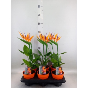 Arr.  Strelitzia L%