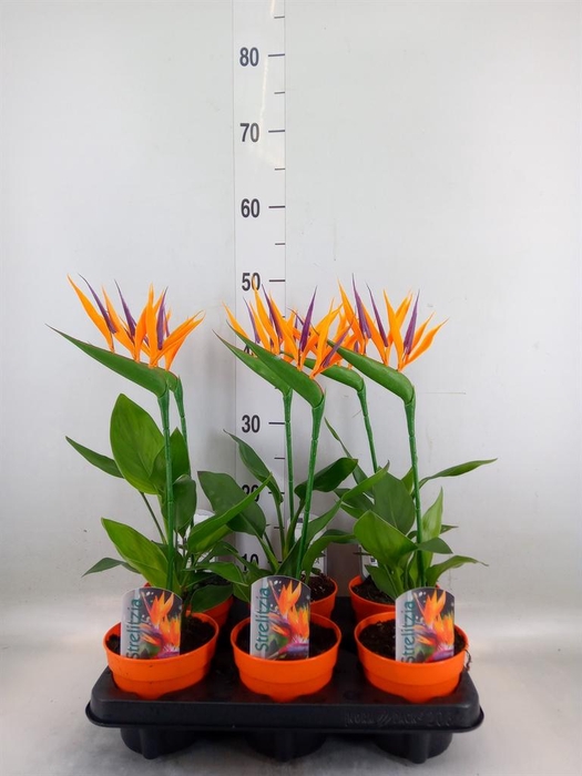 <h4>Arr.  Strelitzia L%</h4>