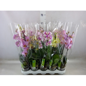 Phalaenopsis   ...mix  6