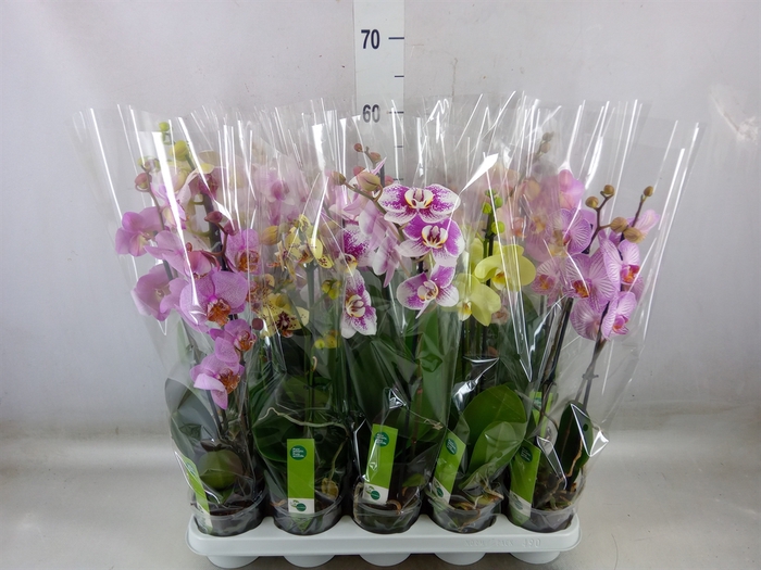 <h4>Phalaenopsis   ...mix  6</h4>