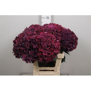 Hydr M Mag Rubyred P