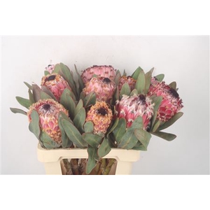 Protea Barbigera