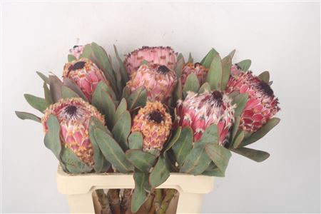 <h4>Protea Barbigera</h4>