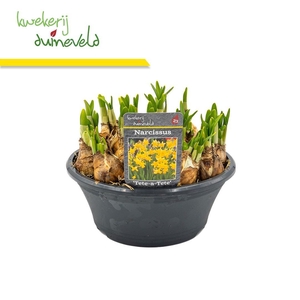 Narcissus  'Tete a tete'