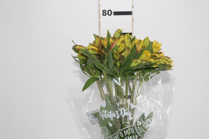 <h4>ALSTROEMERIA CARIBBEAN 080 CM</h4>