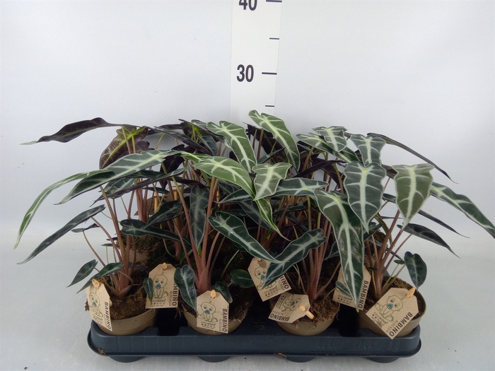 <h4>Alocasia   ...</h4>