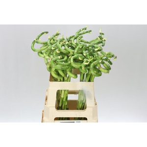 Lucky Bamboo Twisted