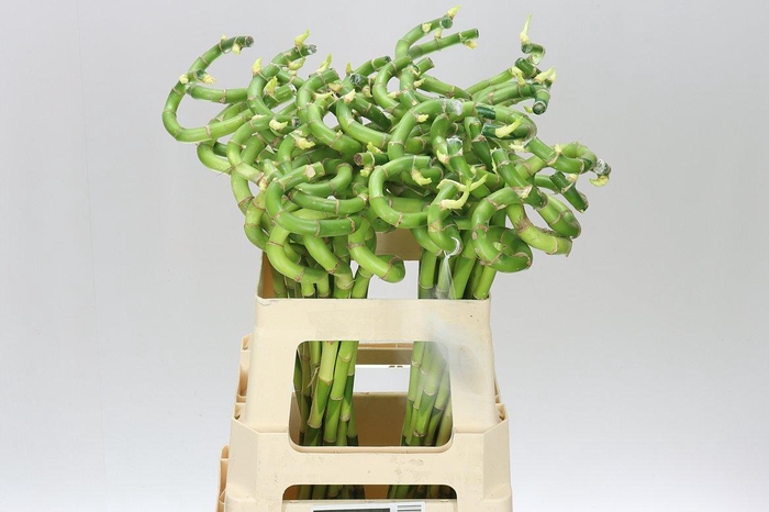 <h4>Lucky Bamboo Twisted</h4>