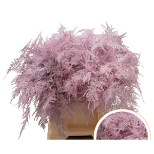 Asparagus 1e Veren Roze licht