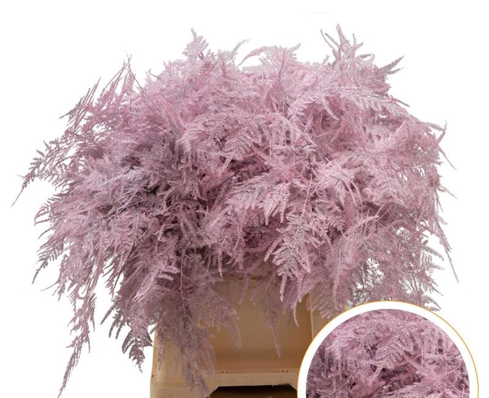 <h4>Asparagus 1e Veren Roze licht</h4>