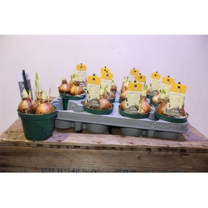 arr8 Narc D Bridal Crown