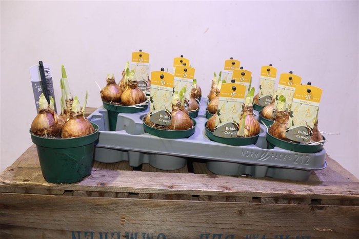 <h4>arr8 Narc D Bridal Crown</h4>