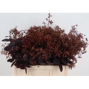 COTI C ROYAL PURPLE BLOEIEND 060CM