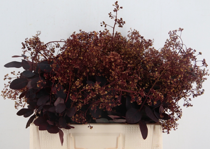 <h4>COTI C ROYAL PURPLE BLOEIEND 060CM</h4>