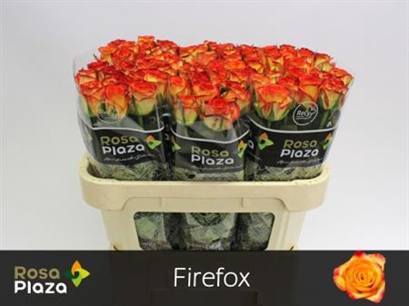 <h4>Rosa a grande fleur Firefox</h4>