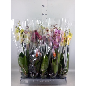 Phalaenopsis   ...mix  7